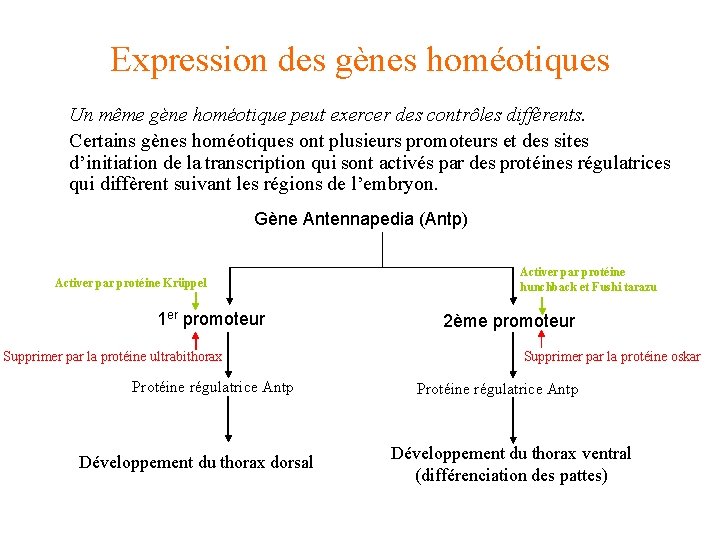 Expression des gènes homéotiques Un même gène homéotique peut exercer des contrôles différents. Certains