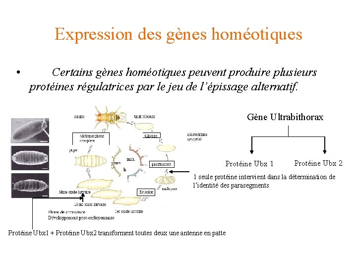 Expression des gènes homéotiques • Certains gènes homéotiques peuvent produire plusieurs protéines régulatrices par