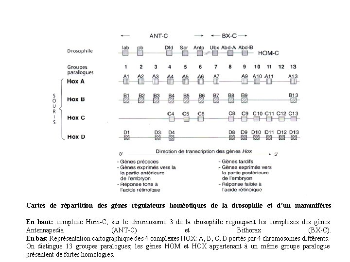 Cartes de répartition des gènes régulateurs homéotiques de la drosophile et d’un mammifères En