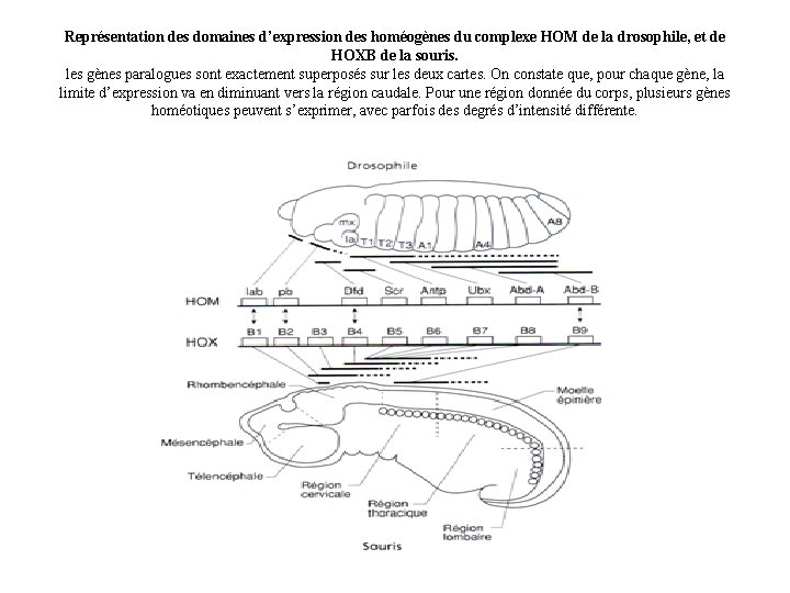 Représentation des domaines d’expression des homéogènes du complexe HOM de la drosophile, et de