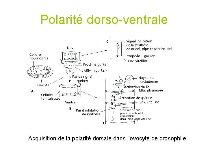 Polarité dorso-ventrale Acquisition de la polarité dorsale dans l’ovocyte de drosophile 