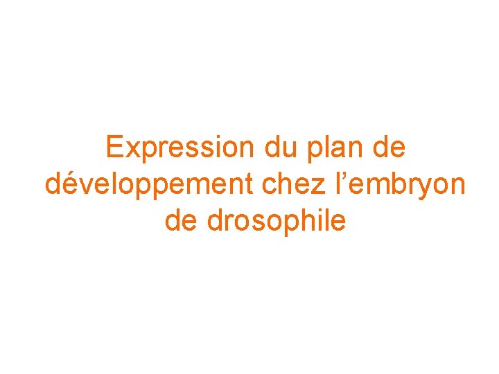 Expression du plan de développement chez l’embryon de drosophile 