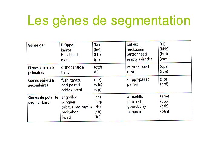 Les gènes de segmentation 