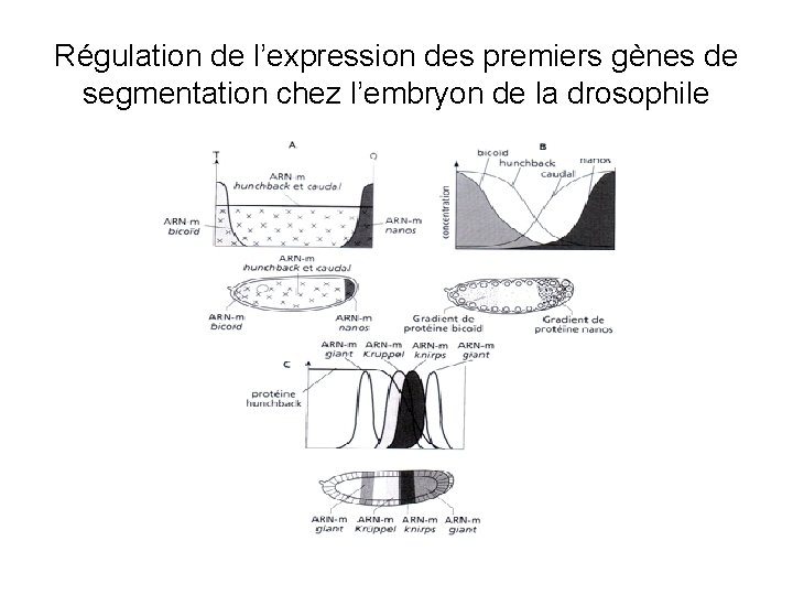 Régulation de l’expression des premiers gènes de segmentation chez l’embryon de la drosophile 