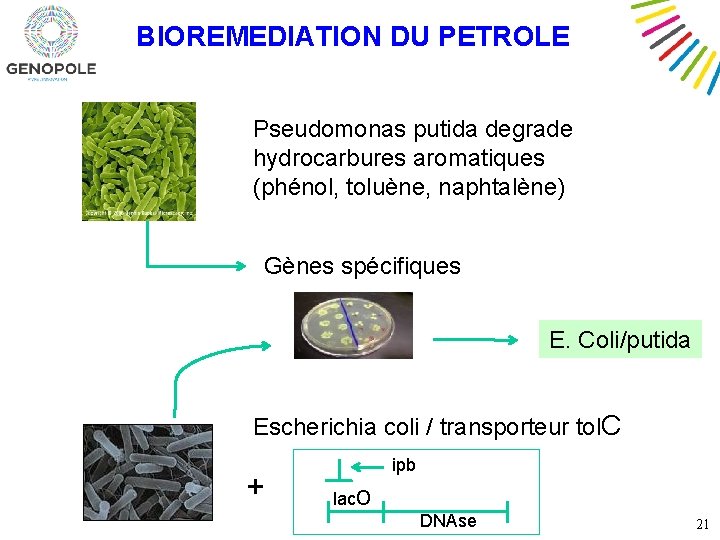 BIOREMEDIATION DU PETROLE Pseudomonas putida degrade hydrocarbures aromatiques (phénol, toluène, naphtalène) Gènes spécifiques E.