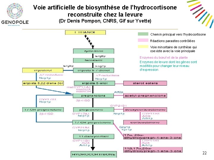Voie artificielle de biosynthèse de l’hydrocortisone reconstruite chez la levure (Dr Denis Pompon, CNRS,