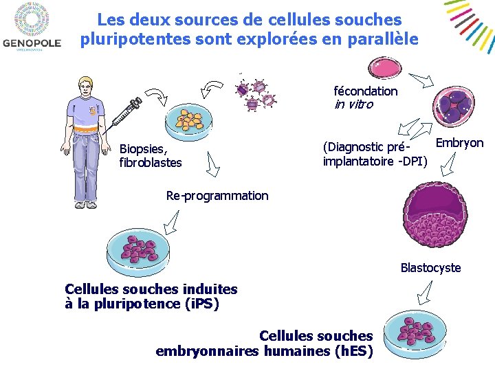 Les deux sources de cellules souches pluripotentes sont explorées en parallèle fécondation in vitro