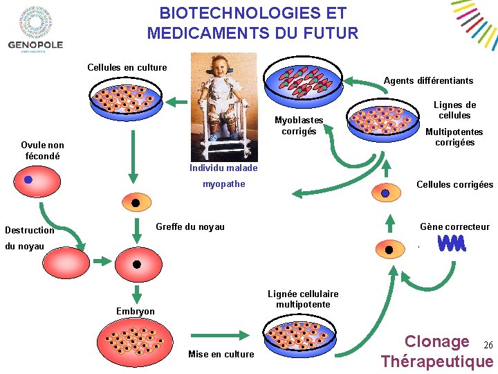 BIOTECHNOLOGIES ET MEDICAMENTS DU FUTUR Cellules en culture Agents différentiants Myoblastes corrigés Ovule non