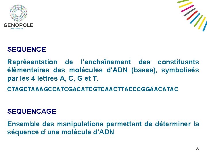 SEQUENCE Représentation de l’enchaînement des constituants élémentaires des molécules d’ADN (bases), symbolisés par les