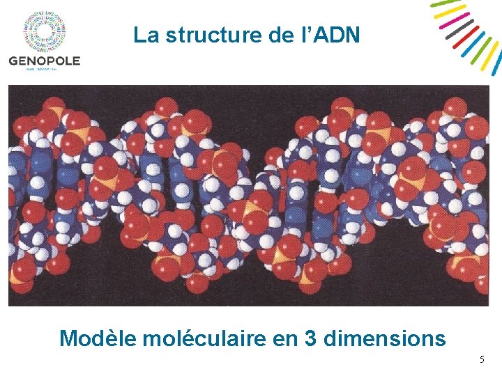 La structure de l’ADN Modèle moléculaire en 3 dimensions 5 