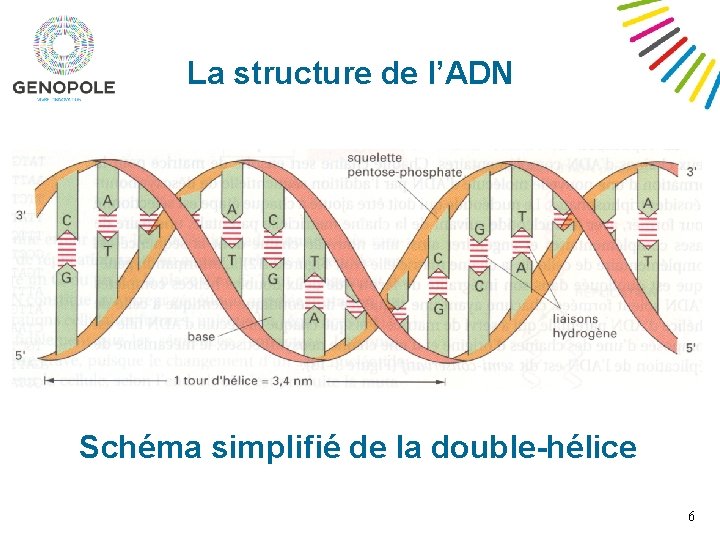 La structure de l’ADN Schéma simplifié de la double-hélice 6 