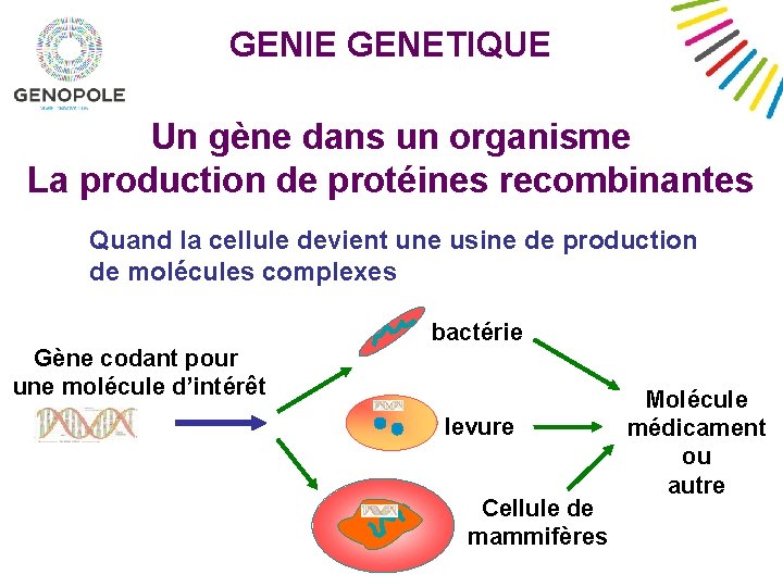 GENIE GENETIQUE Un gène dans un organisme La production de protéines recombinantes Quand la