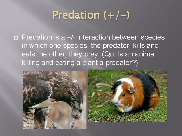 Predation (+/-) Predation is a +/- interaction between species in which one species, the