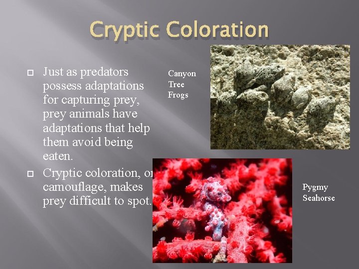 Cryptic Coloration Just as predators possess adaptations for capturing prey, prey animals have adaptations