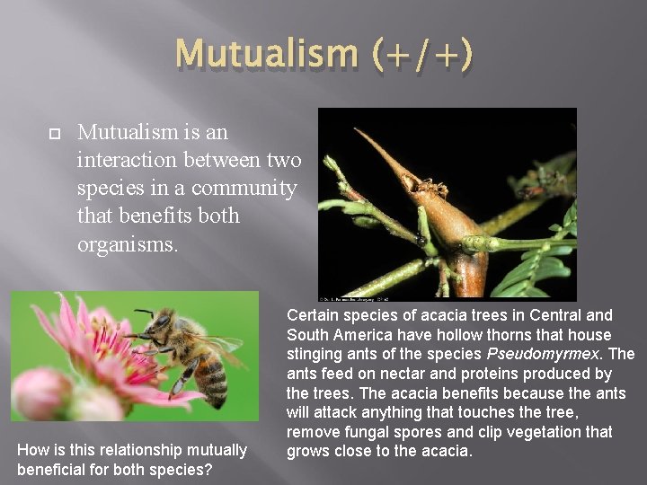 Mutualism (+/+) Mutualism is an interaction between two species in a community that benefits