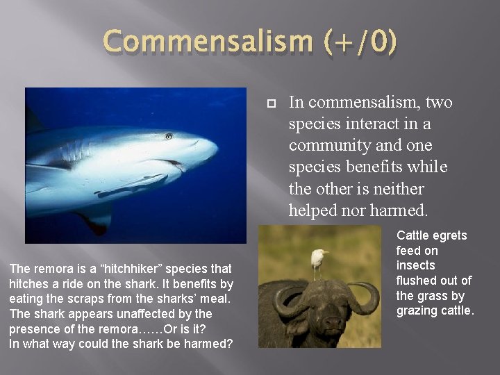 Commensalism (+/0) The remora is a “hitchhiker” species that hitches a ride on the