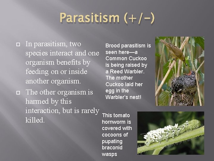 Parasitism (+/-) In parasitism, two species interact and one organism benefits by feeding on