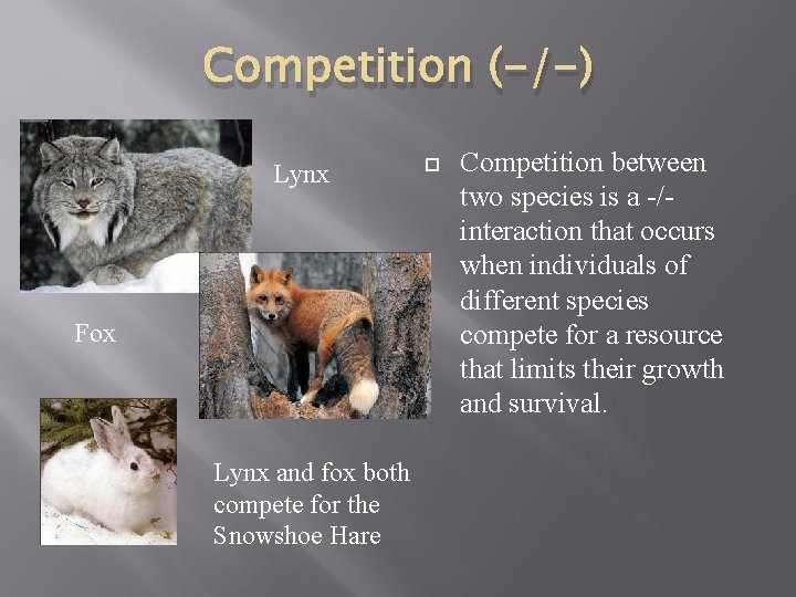 Competition (-/-) Lynx Fox Lynx and fox both compete for the Snowshoe Hare Competition