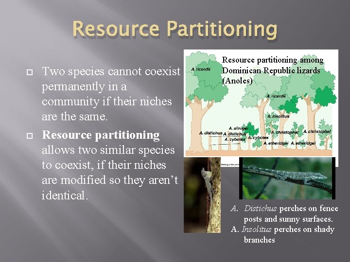 Resource Partitioning Two species cannot coexist permanently in a community if their niches are