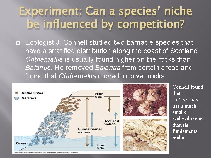 Experiment: Can a species’ niche be influenced by competition? Ecologist J. Connell studied two