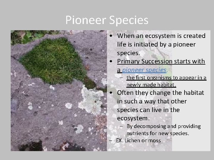 Pioneer Species • When an ecosystem is created life is initiated by a pioneer Pioneer Species • When an ecosystem is created life is initiated by a pioneer