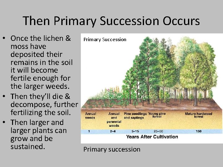 Then Primary Succession Occurs • Once the lichen & Primary Succession moss have deposited Then Primary Succession Occurs • Once the lichen & Primary Succession moss have deposited