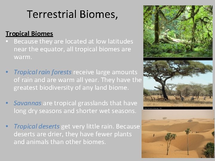 Terrestrial Biomes, Tropical Biomes • Because they are located at low latitudes near the Terrestrial Biomes, Tropical Biomes • Because they are located at low latitudes near the