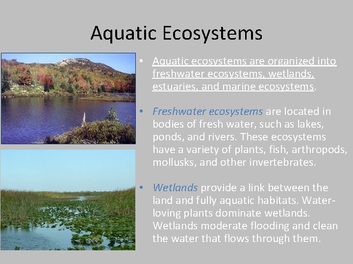 Aquatic Ecosystems • Aquatic ecosystems are organized into freshwater ecosystems, wetlands, estuaries, and marine