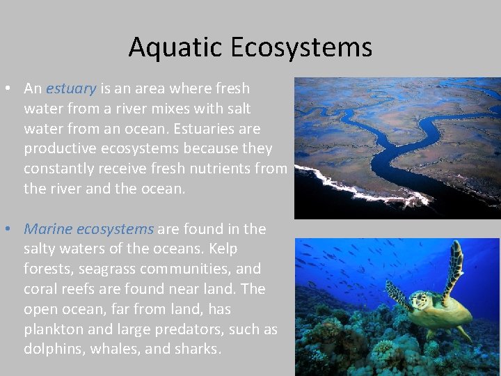 Aquatic Ecosystems • An estuary is an area where fresh water from a river