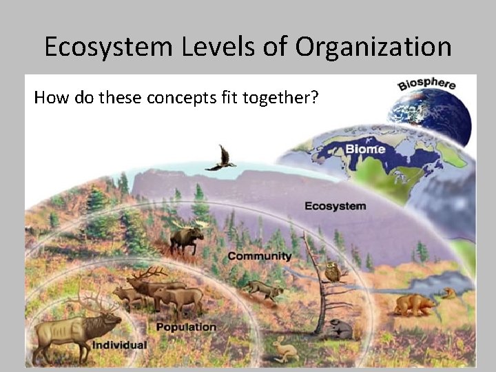 Ecosystem Levels of Organization How do these concepts fit together? 