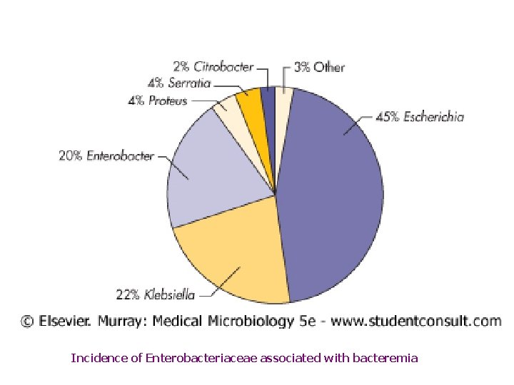 Incidence of Enterobacteriaceae associated with bacteremia 