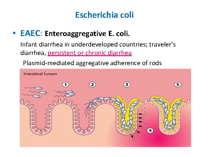 Escherichia coli • EAEC: Enteroaggregative E. coli. Infant diarrhea in underdeveloped countries; traveler's diarrhea,