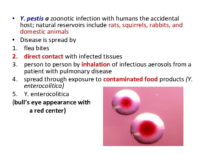  • Y. pestis a zoonotic infection with humans the accidental host; natural reservoirs