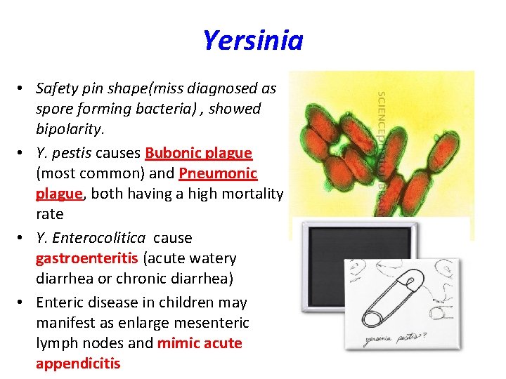 Yersinia • Safety pin shape(miss diagnosed as spore forming bacteria) , showed bipolarity. •