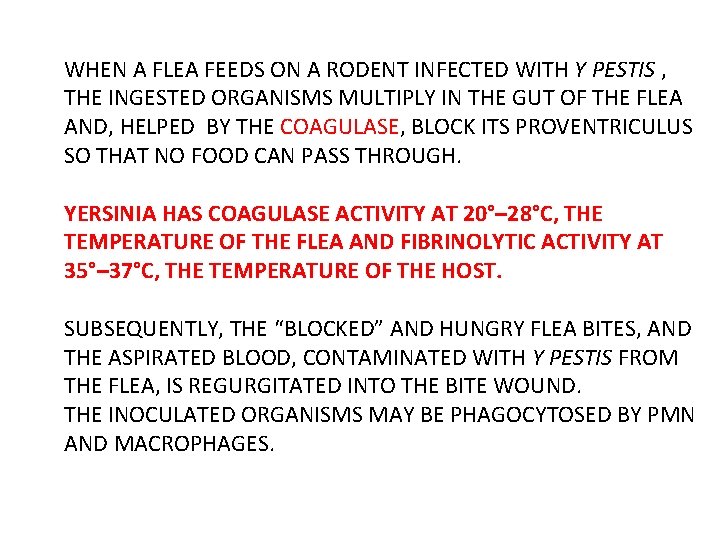 WHEN A FLEA FEEDS ON A RODENT INFECTED WITH Y PESTIS , THE INGESTED