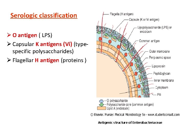 Serologic classification Ø O antigen ( LPS) Ø Capsular K antigens (Vi) (typespecific polysaccharides)
