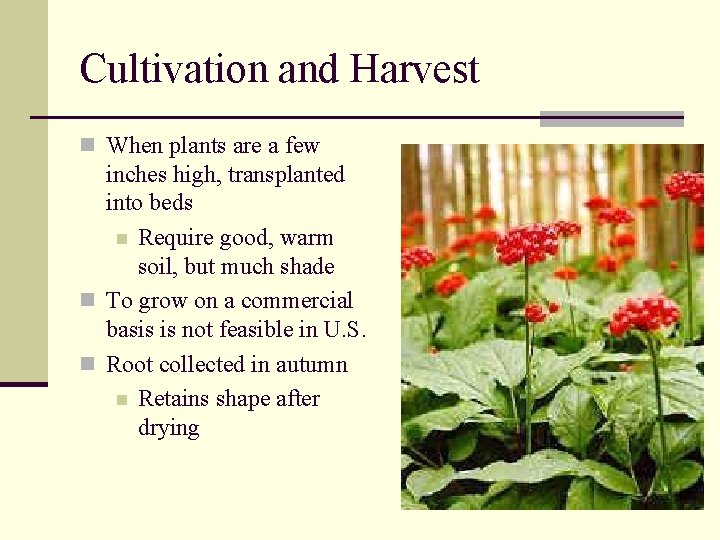 Cultivation and Harvest n When plants are a few inches high, transplanted into beds