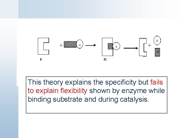 This theory explains the specificity but fails to explain flexibility shown by enzyme while