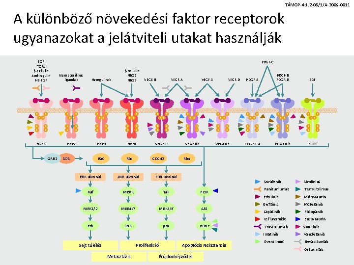 TÁMOP-4. 1. 2 -08/1/A-2009 -0011 A különböző növekedési faktor receptorok ugyanazokat a jelátviteli utakat