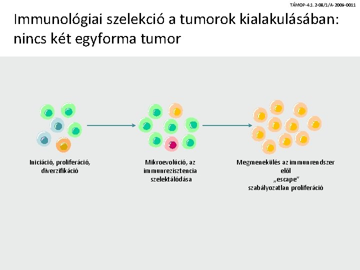 TÁMOP-4. 1. 2 -08/1/A-2009 -0011 Immunológiai szelekció a tumorok kialakulásában: nincs két egyforma tumor