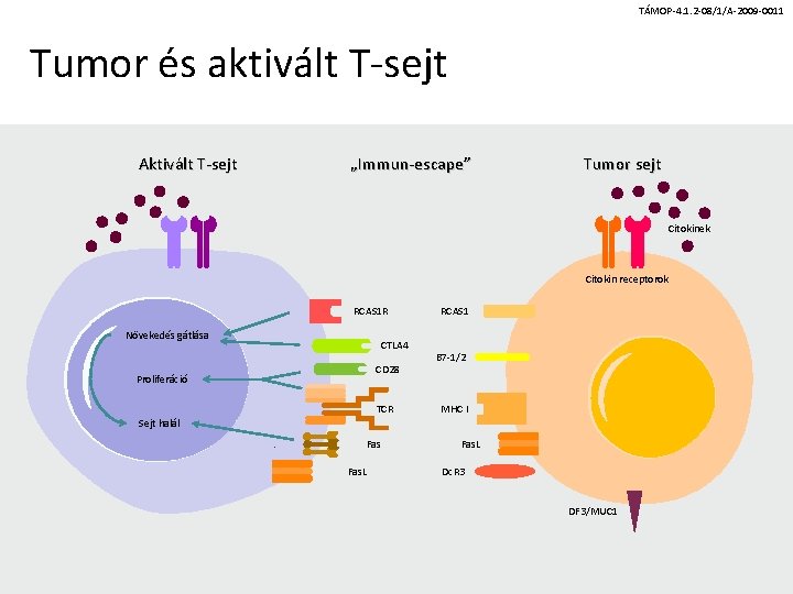 TÁMOP-4. 1. 2 -08/1/A-2009 -0011 Tumor és aktivált T-sejt Aktivált T-sejt „Immun-escape” Tumor sejt