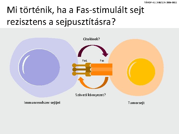 TÁMOP-4. 1. 2 -08/1/A-2009 -0011 Mi történik, ha a Fas-stimulált sejt rezisztens a sejpusztításra?