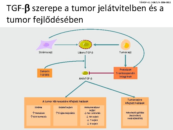 TÁMOP-4. 1. 2 -08/1/A-2009 -0011 TGF-b szerepe a tumor jelátvitelben és a tumor fejlődésében