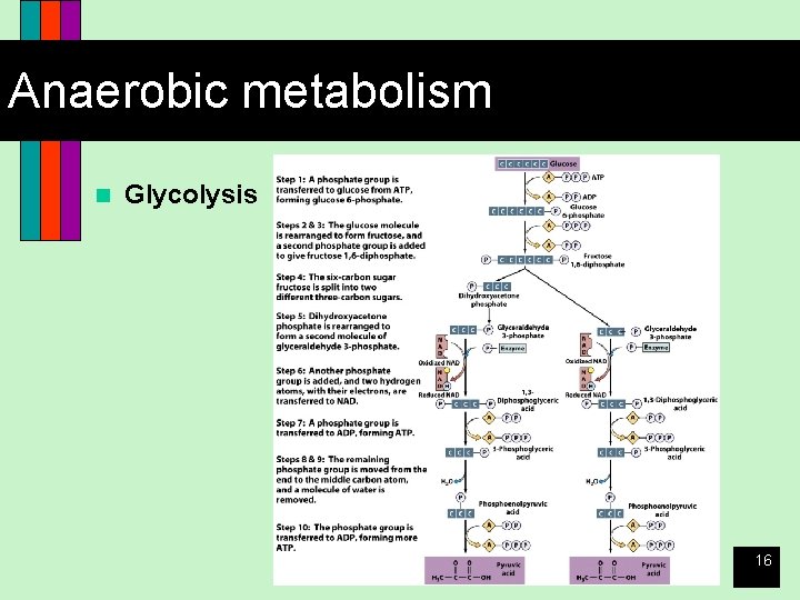 Anaerobic metabolism n Glycolysis 16 