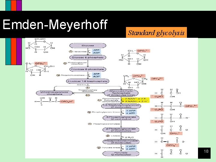 Emden-Meyerhoff Standard glycolysis 18 