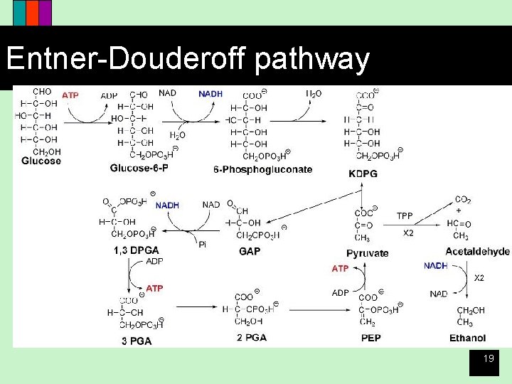 Entner-Douderoff pathway 19 