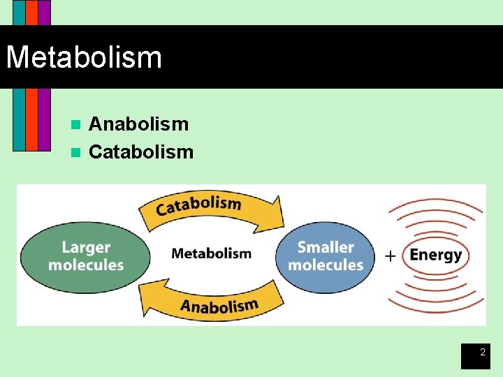Metabolism Anabolism n Catabolism n 2 