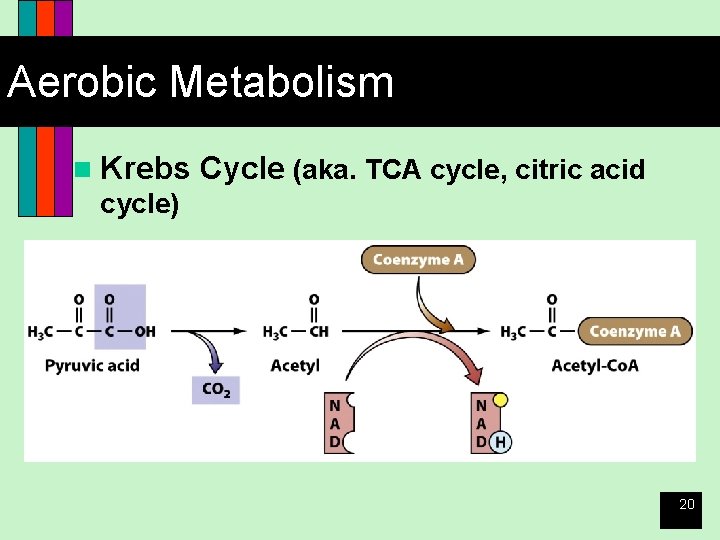Aerobic Metabolism n Krebs Cycle (aka. TCA cycle, citric acid cycle) 20 