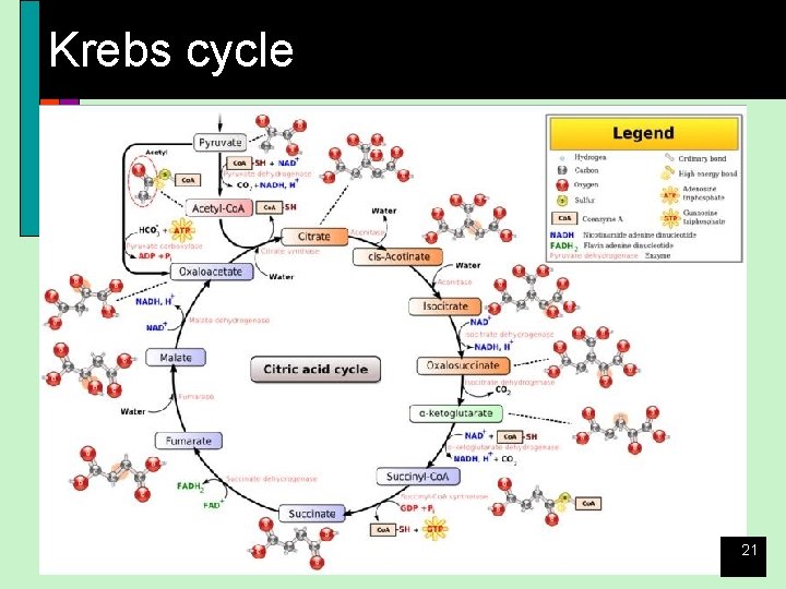 Krebs cycle 21 