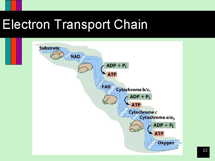 Electron Transport Chain 22 